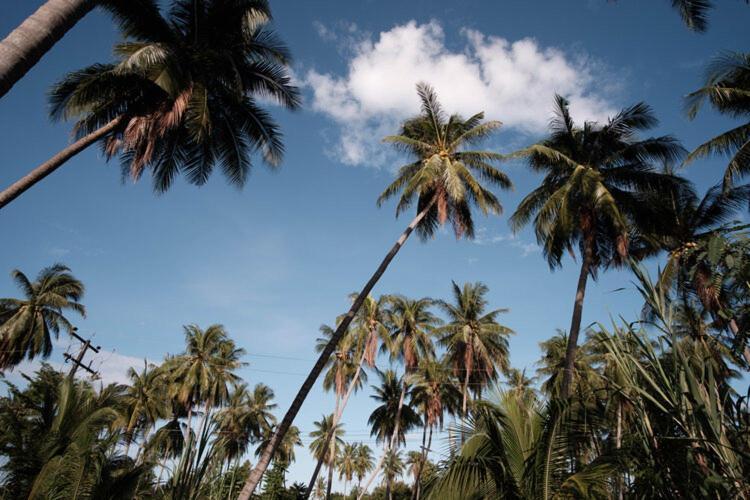Coconut Tree Homestay Ban Wa Thon Екстериор снимка